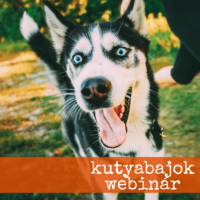 Léteznek ADHD-s kutyák? – Dr. Csibra Barbara